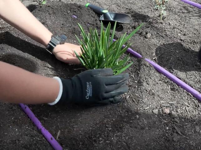 Close up of a child filling in dirt around a green plant that has just been placed in the ground