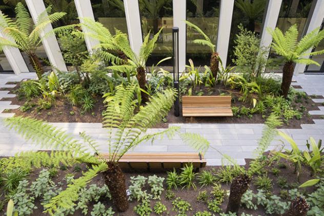 Courtyard of tree ferns at Bendigo Hospital